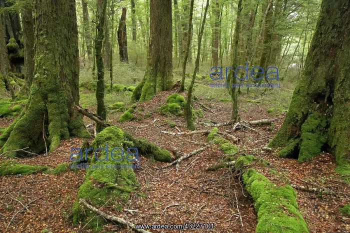 : New Zealand, South Island, Fiordland, Beech : New Zealand, South Island, Fiordland, Beech