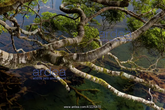 : New Zealand, South Island, Fiordland National : New Zealand, South Island, Fiordland National