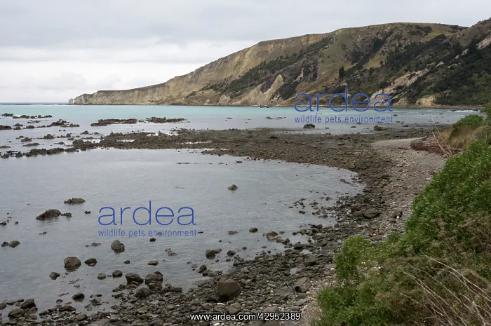  : New Zealand, South Island, Haumuri Bluff, South of Kaikoura