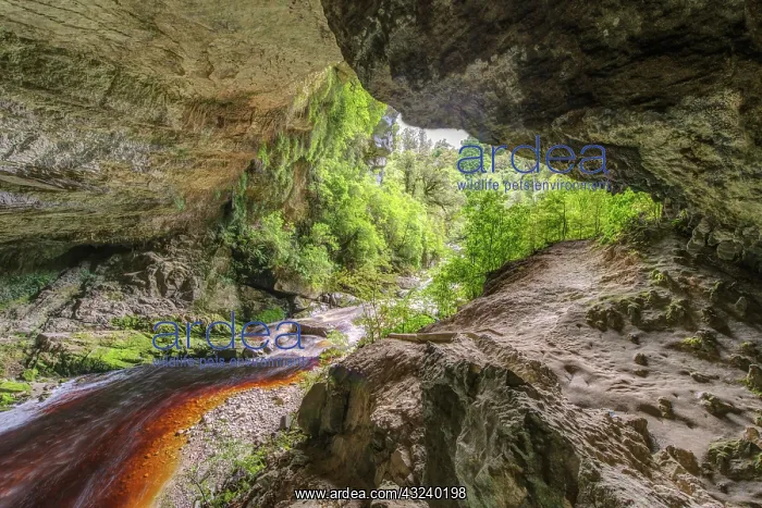  : New Zealand, South Island, Kahurangi National