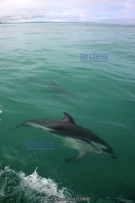 : New Zealand, South Island, Kaikoura Coast : New Zealand, South Island, Kaikoura Coast