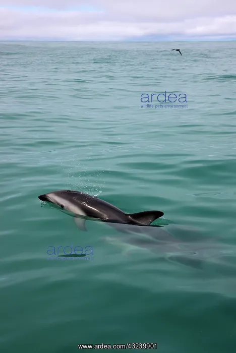 : New Zealand, South Island, Kaikoura Coast : New Zealand, South Island, Kaikoura Coast