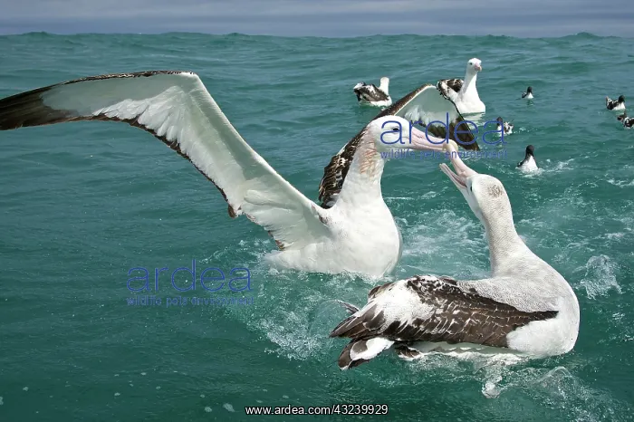 : New Zealand, South Island, Kaikoura Coast : New Zealand, South Island, Kaikoura Coast