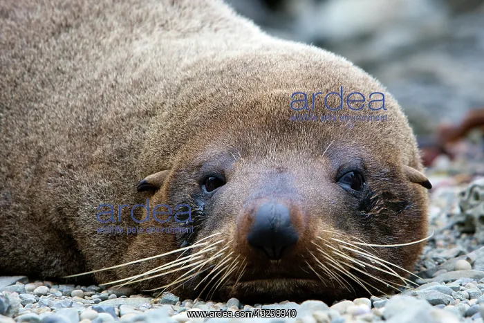 : New Zealand, South Island, Kaikoura Coast : New Zealand, South Island, Kaikoura Coast