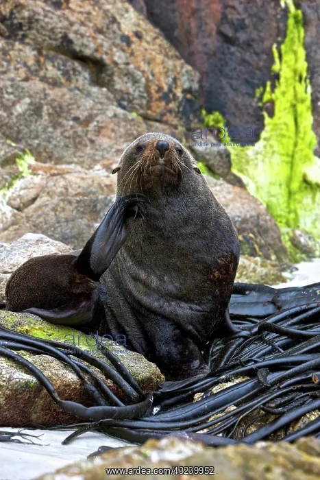 : New Zealand, South Island, Kaikoura Coast : New Zealand, South Island, Kaikoura Coast