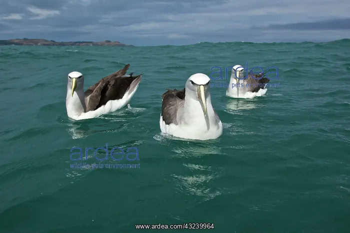 : New Zealand, South Island, Kaikoura Coast : New Zealand, South Island, Kaikoura Coast