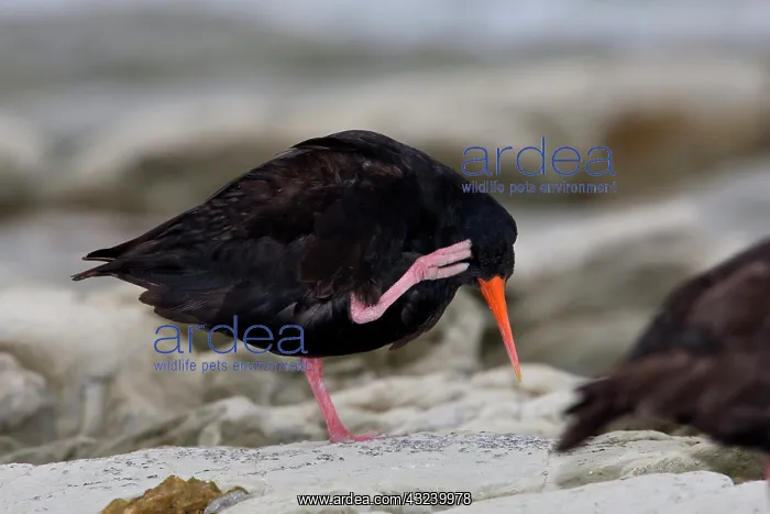 : New Zealand, South Island, Kaikoura Coast : New Zealand, South Island, Kaikoura Coast