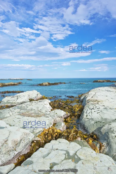 : New Zealand, South Island, Kaikoura, Seal : New Zealand, South Island, Kaikoura, Seal