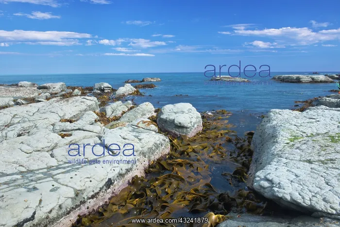 : New Zealand, South Island, Kaikoura, Seal : New Zealand, South Island, Kaikoura, Seal