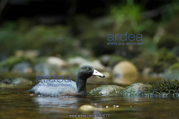 : New Zealand, South Island, Karamea. Blue : New Zealand, South Island, Karamea. Blue