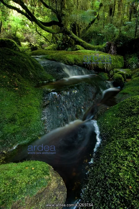 : New Zealand, South Island, Karamea. Forest : New Zealand, South Island, Karamea. Forest