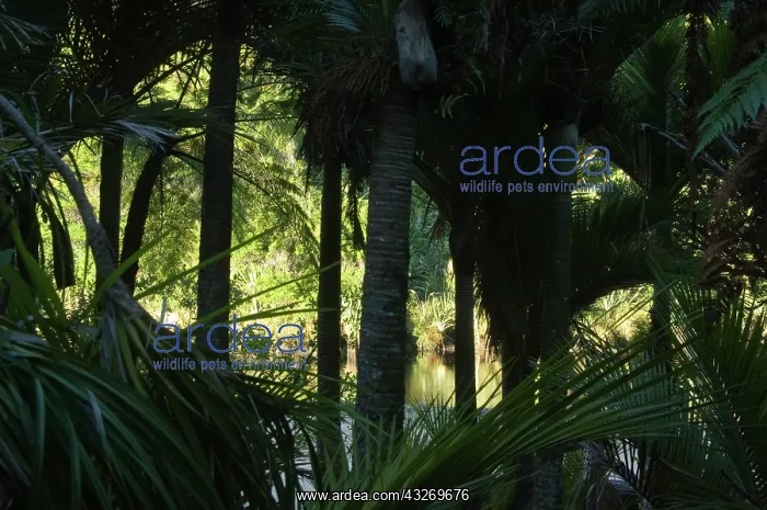 : New Zealand, South Island, Karamea. Nikau : New Zealand, South Island, Karamea. Nikau