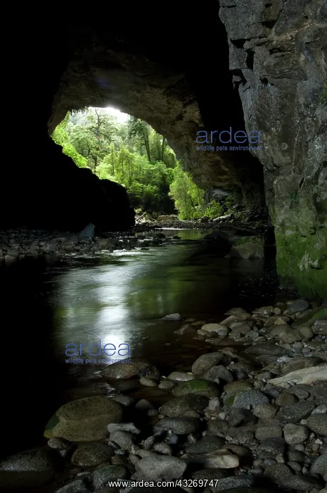 : New Zealand, South Island, Karamea. Opara : New Zealand, South Island, Karamea. Opara