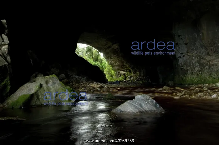 : New Zealand, South Island, Karamea. Opara : New Zealand, South Island, Karamea. Opara