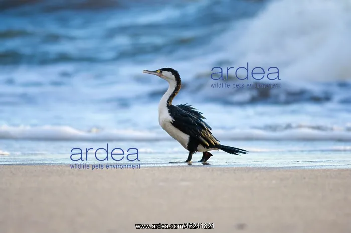: New Zealand, South Island, Karamea. Pied : New Zealand, South Island, Karamea. Pied