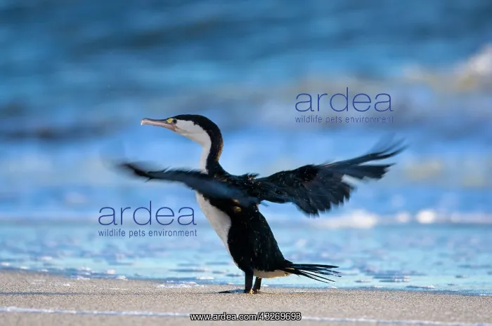 : New Zealand, South Island, Karamea. Pied : New Zealand, South Island, Karamea. Pied