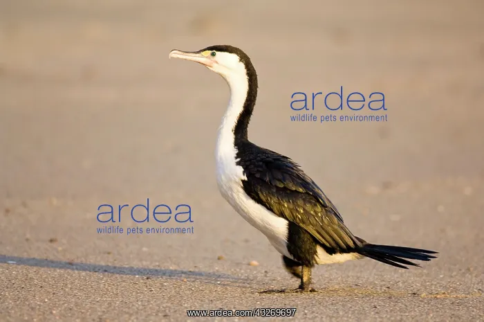  : New Zealand, South Island, Karamea. Pied