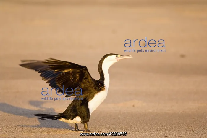 : New Zealand, South Island, Karamea. Pied : New Zealand, South Island, Karamea. Pied