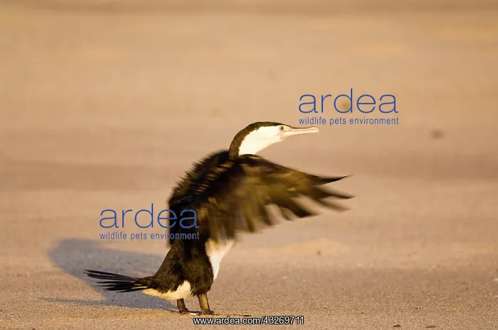 : New Zealand, South Island, Karamea. Pied : New Zealand, South Island, Karamea. Pied