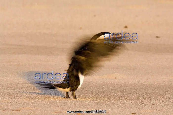 : New Zealand, South Island, Karamea. Pied : New Zealand, South Island, Karamea. Pied