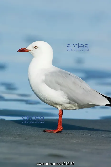 : New Zealand, South Island, Karamea. Red-billed : New Zealand, South Island, Karamea. Red-billed