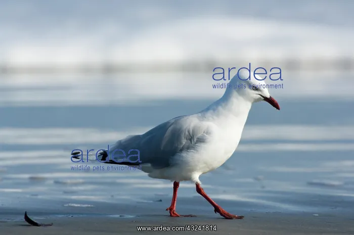 : New Zealand, South Island, Karamea. Red-billed : New Zealand, South Island, Karamea. Red-billed