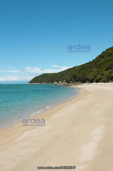 : New Zealand, South Island: Landscape near : New Zealand, South Island: Landscape near