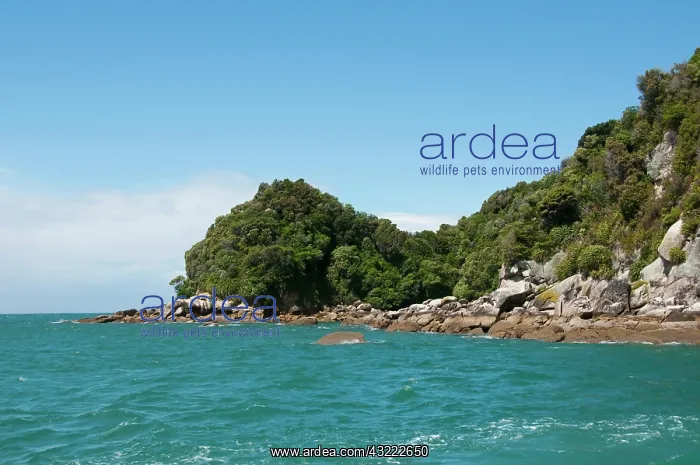 : New Zealand, South Island: Landscape near : New Zealand, South Island: Landscape near