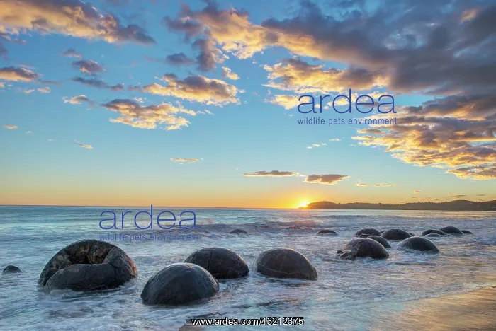 : New Zealand, South Island, Moeraki Boulders : New Zealand, South Island, Moeraki Boulders