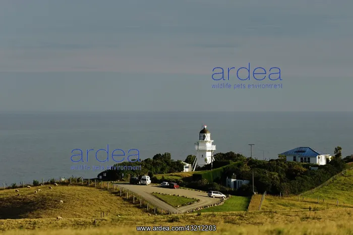 : New Zealand, South Island, Otago, Katiki : New Zealand, South Island, Otago, Katiki