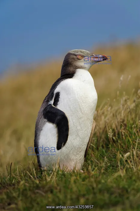 : New Zealand, South Island, Otago, Katiki : New Zealand, South Island, Otago, Katiki