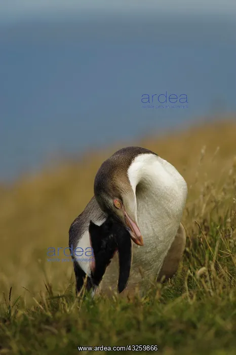 : New Zealand, South Island, Otago, Katiki : New Zealand, South Island, Otago, Katiki