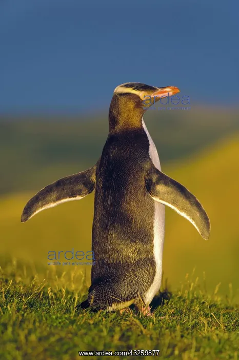 : New Zealand, South Island, Otago, Katiki : New Zealand, South Island, Otago, Katiki
