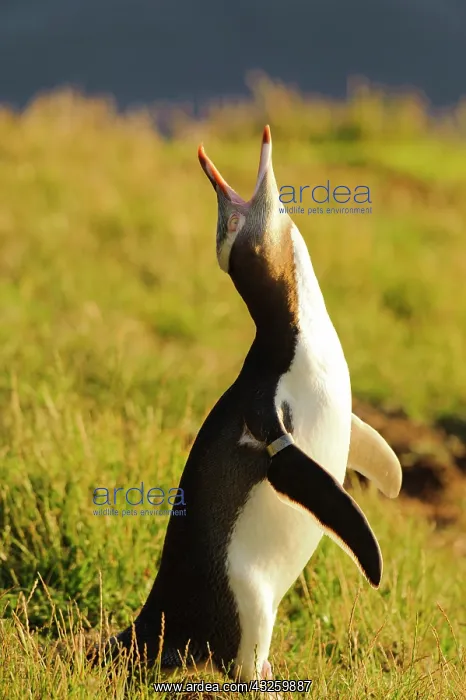 : New Zealand, South Island, Otago, Katiki : New Zealand, South Island, Otago, Katiki