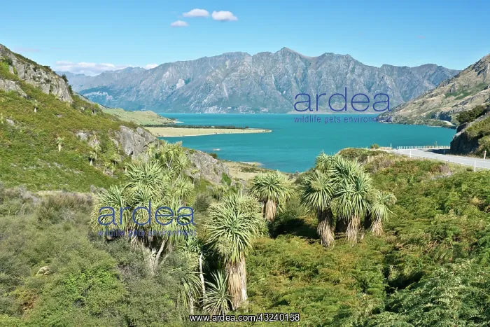 : New Zealand, South Island, Otago, Lake Wanaka : New Zealand, South Island, Otago, Lake Wanaka