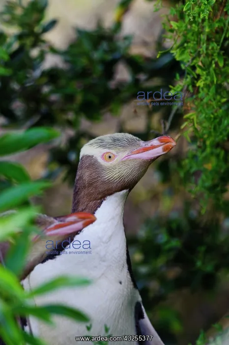 : New Zealand, South Island, Otago, Omaru : New Zealand, South Island, Otago, Omaru