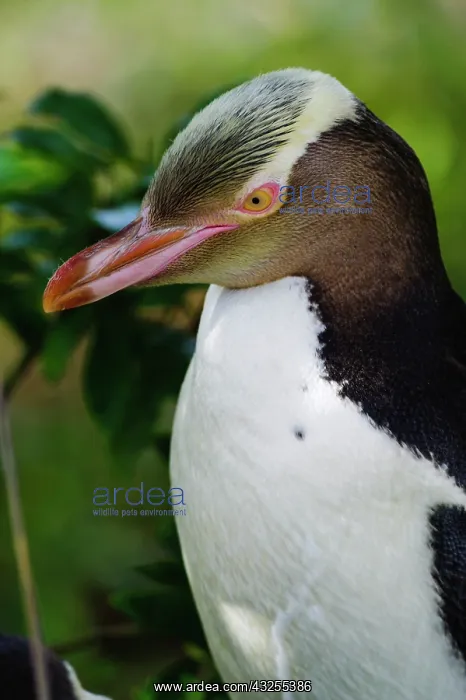 : New Zealand, South Island, Otago, Omaru : New Zealand, South Island, Otago, Omaru