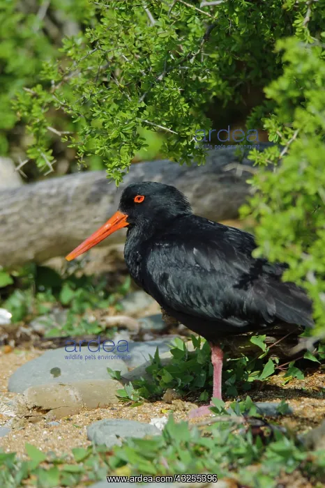 : New Zealand, South Island, Otago, Omaru : New Zealand, South Island, Otago, Omaru