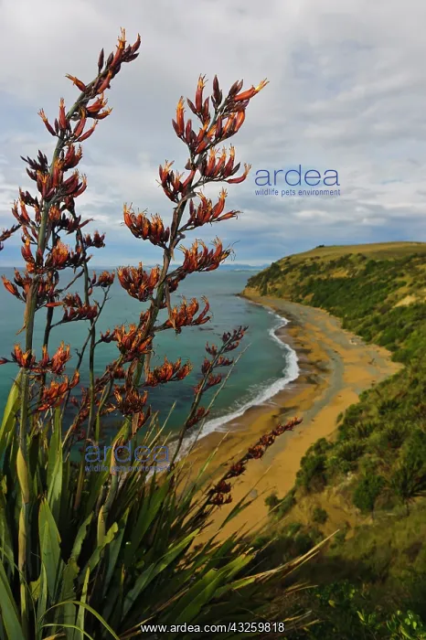 : New Zealand, South Island, Otago, Omaru : New Zealand, South Island, Otago, Omaru