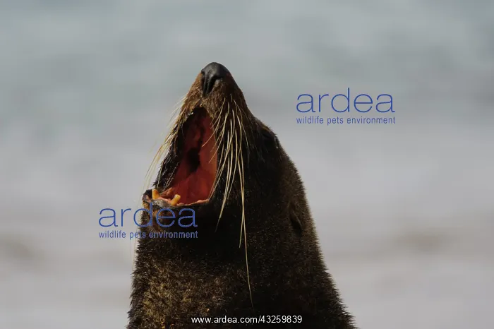 : New Zealand, South Island, Otago, Omaru
