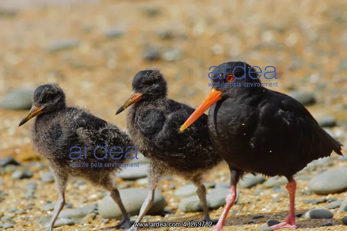 : New Zealand, South Island, Otago, Omaru : New Zealand, South Island, Otago, Omaru