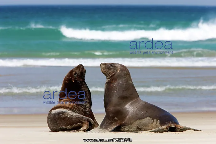 : New Zealand, South Island, Otago Penninsula : New Zealand, South Island, Otago Penninsula
