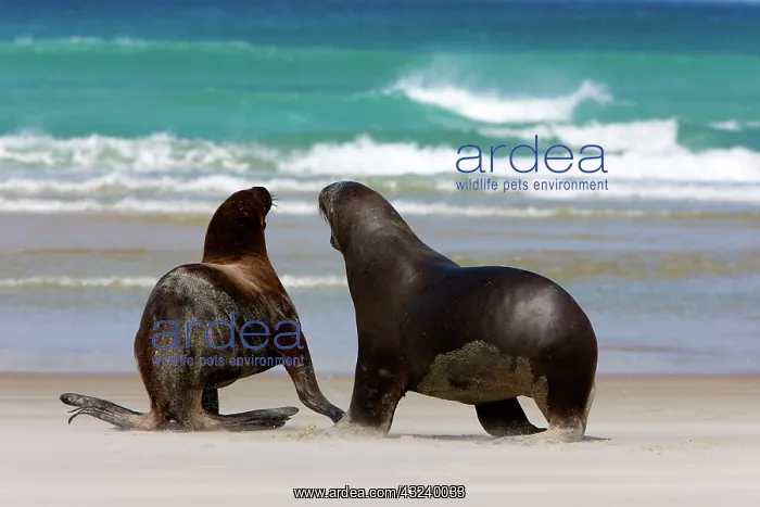 : New Zealand, South Island, Otago Penninsula : New Zealand, South Island, Otago Penninsula