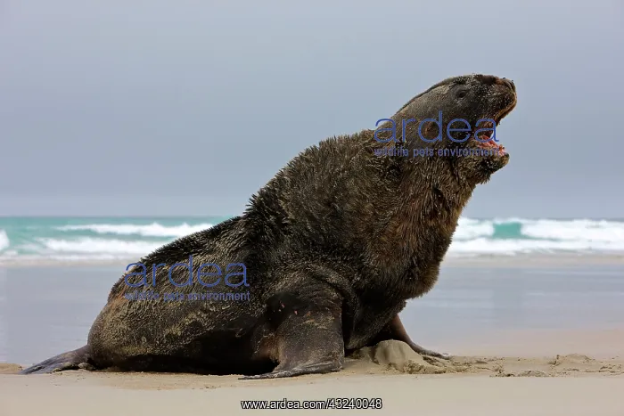 : New Zealand, South Island, Otago Penninsula : New Zealand, South Island, Otago Penninsula