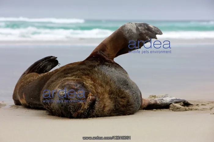 : New Zealand, South Island, Otago Penninsula : New Zealand, South Island, Otago Penninsula