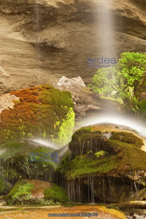 : New Zealand, South Island, Paparoa National : New Zealand, South Island, Paparoa National