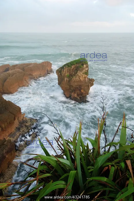 : New Zealand, South Island, Paparoa National : New Zealand, South Island, Paparoa National