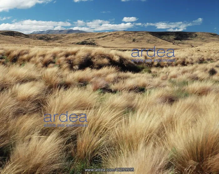: New Zealand, South Island, Red Tussock Region : New Zealand, South Island, Red Tussock Region