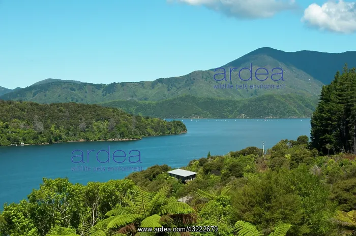 : New Zealand, South Island: Scenic landscape : New Zealand, South Island: Scenic landscape