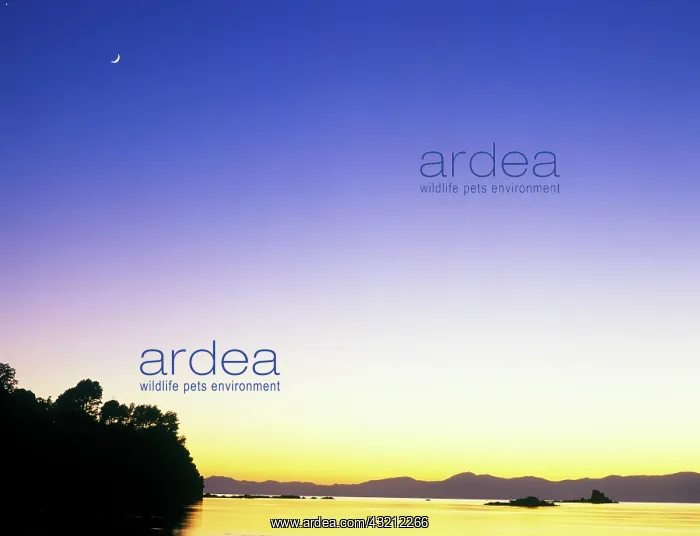 : New Zealand, South Island, Tapu Bay at Dawn : New Zealand, South Island, Tapu Bay at Dawn